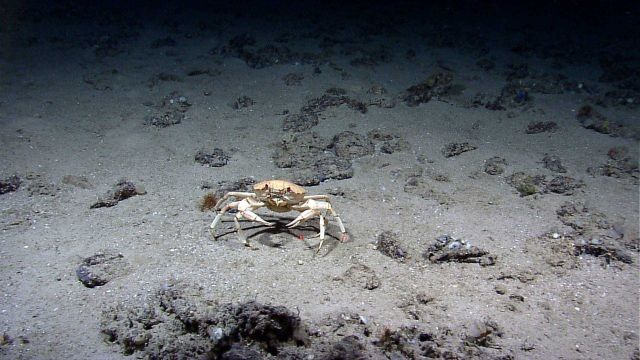 Golden crab (Chaceon fenneri) Picture
