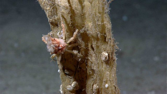 Small crab with encrusting sponge on carapace on stalk of a sponge. Picture