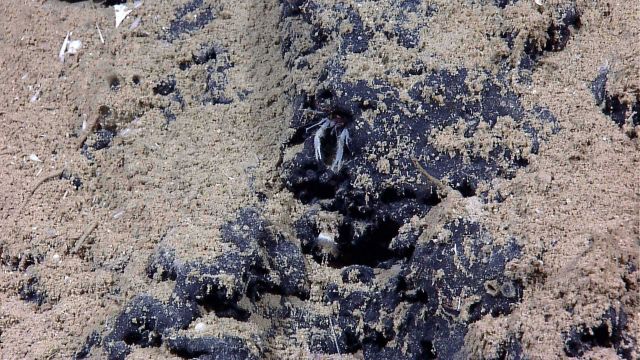 Squat lobster peering from a hole in black sediment? rock outcrop? Picture