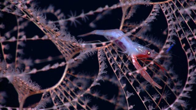 Shrimp in delicate octocoral bush Picture