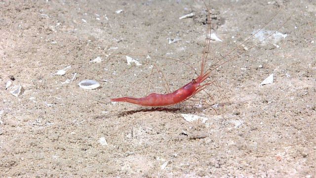 Large red shrimp on sandy substrate Picture