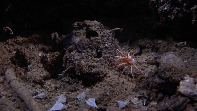 Squat lobster and tube worm Picture