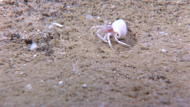 Small white hermit crab in white gastropod shell. Picture
