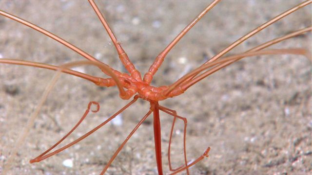 Large pycnogonid sea spider (Collosendeis sp.) on a sandy bottom Picture