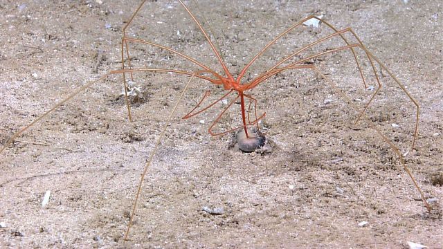 Large pycnogonid sea spider (Collosendeis sp.) on a sandy bottom Picture