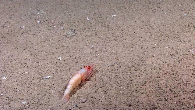 Large deep sea shrimp with huge eyes on sandy bottom. Picture