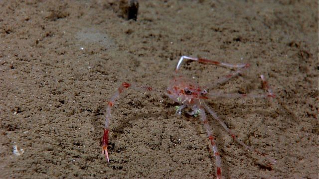 Small squat lobster? with what seems to be bioluminescent follicles covering parts of body and legs. Picture
