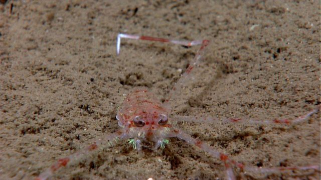 Small squat lobster? with what seems to be bioluminescent follicles covering parts of body and legs. Picture