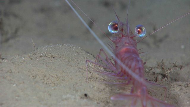 Manning hingebeak shrimp (Cinetorhynchus manningi) with huge eyes on sandy Picture