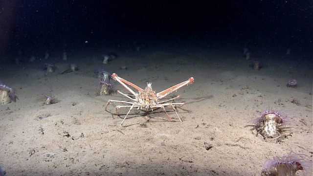 Spider crab (Rochinia crassa) covered with barnacles and a small sponge near head. Picture