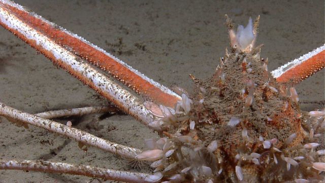 Spider crab (Rochinia crassa) covered with barnacles and a small sponge near head. Picture