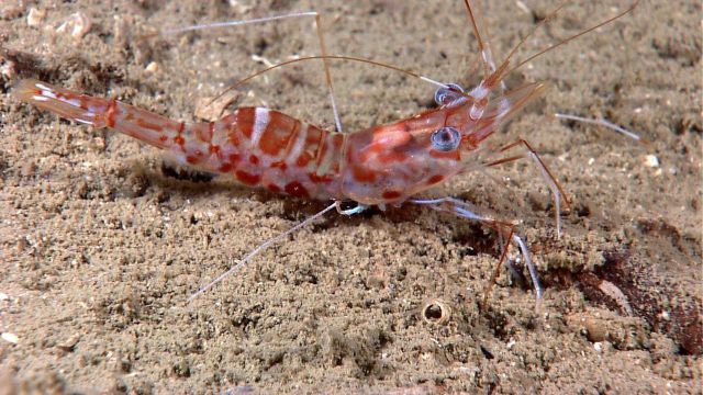 Manning hingebeak shrimp (Cinetorhynchus manningi) with huge eyes on sandy bottom. Picture