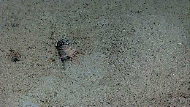 Golden crab (Chaceon fenneri) at entrance to hole Picture