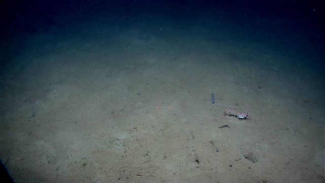 15-20 cm shrimp seen moving across bottom. Picture