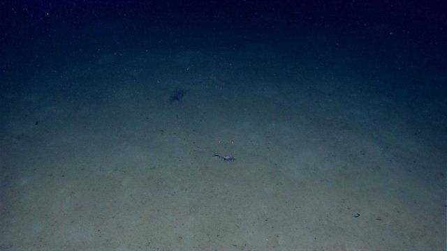 15-20 cm shrimp seen moving across bottom. Picture