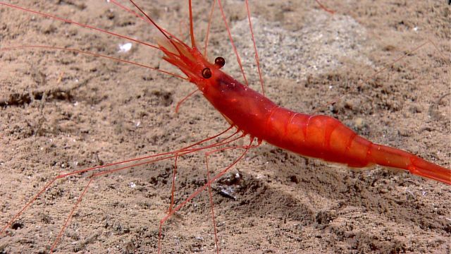 A royal red shrimp in a depression on a sand bottom. Picture