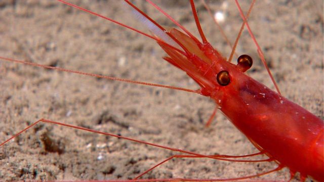 Closeup of the head of a royal red shrimp. Picture