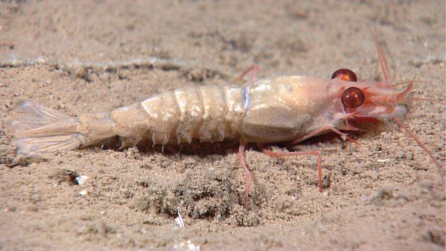 Pink rock shrimp Picture
