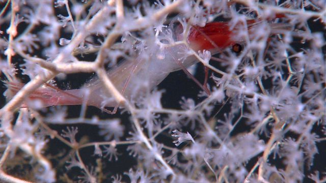 Large shrimp in chrysogorgia coral bush Picture