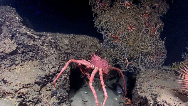 Large lithodid crab with cusk eel peering out from between its legs Picture