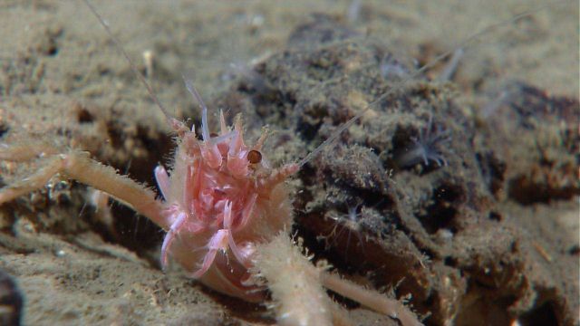 Furry looking squat lobster peering out from its cover adjacent to a rock Picture