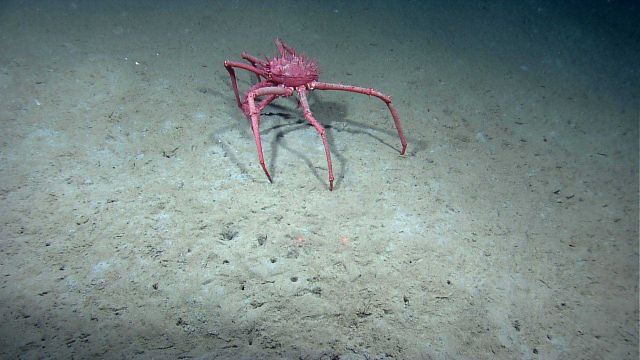 A lithodid crab on a sand and mud seafloor. Picture