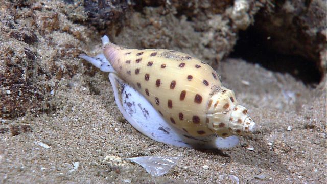 A volute gastropod (Scaphella robusta?) Picture