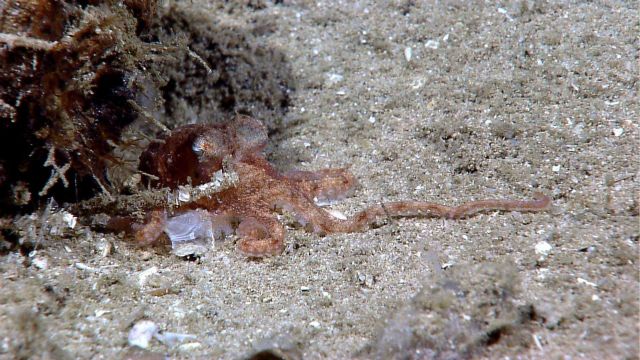 Small octopus Picture