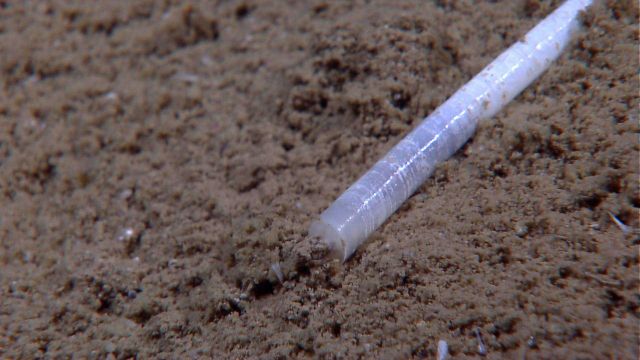 A tusk shell also known as a scaphopod. Picture