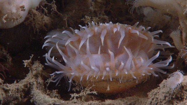 A scallop Picture