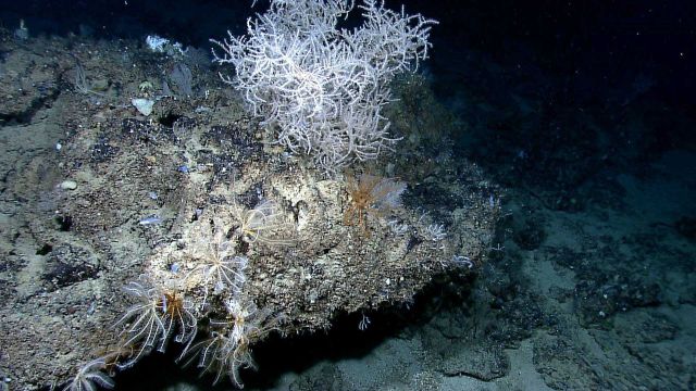 Black coral bush and many crinoids on a rock outcrop Picture