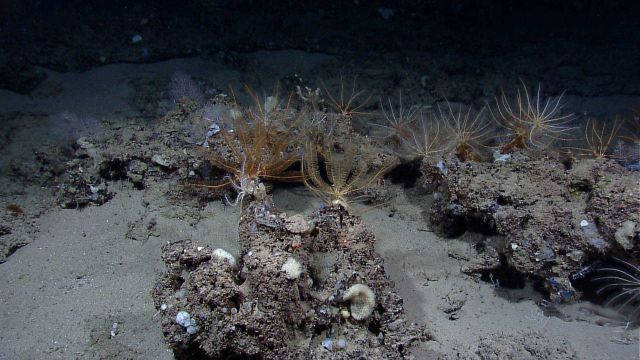 Numerous crinoids and small sponges Picture