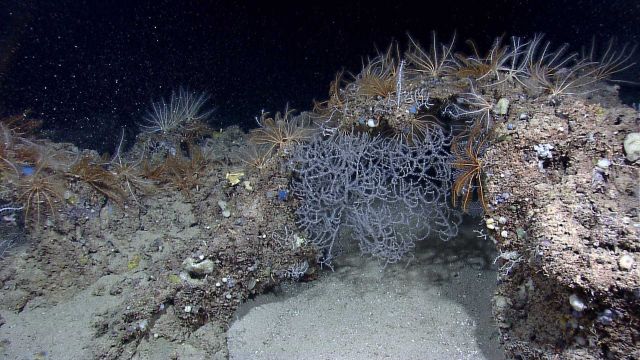 A black coral bush in the center of the image surrounded by crinoids and small sponges. Picture