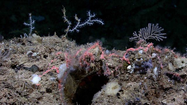 Bubblegum coral growing on the seafloor partially colonized by white translucent zoanthids, small white corals, white and blue sponges, and other smal Picture