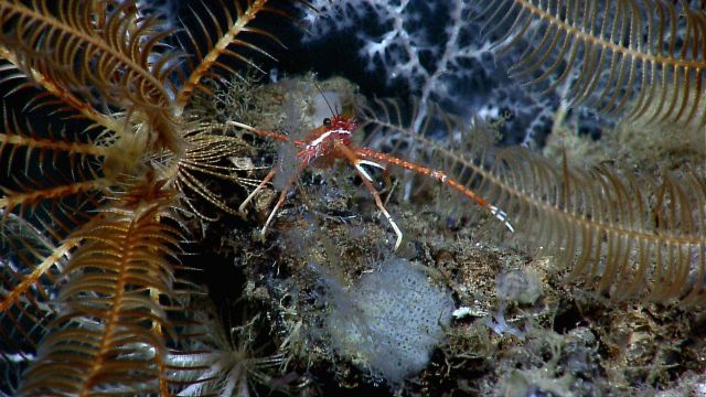A squat lobster sitting next to a crinoid Picture