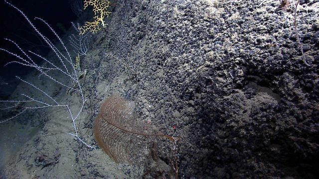 A black coral in the foreground, bamboo corals, and a yellow lophelia bush in the background on a rock outcrop. Picture