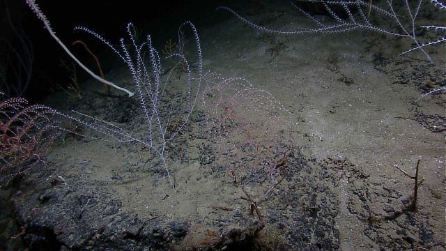 Bamboo corals and two spiraling iridogorgia corals on top of a rock outcrop. Picture