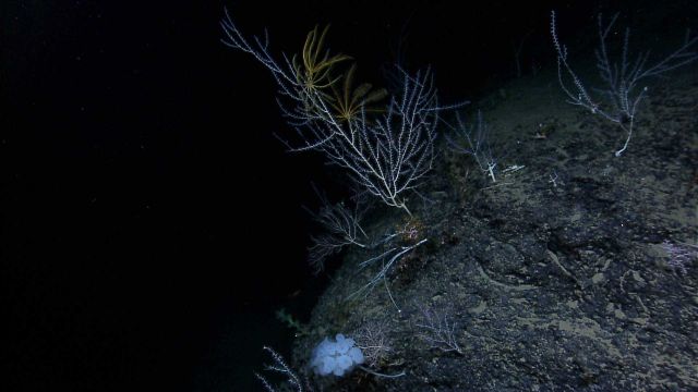Bamboo coral with two large feather star crinoids Picture