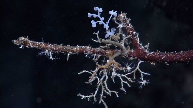 Worm tubes and small corals attached to a dead coral branch. Picture