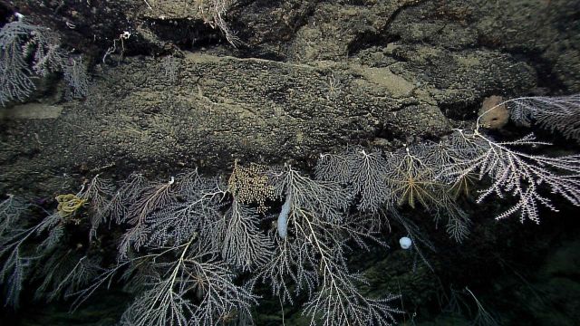 Bamboo corals, white sponges, and yellow feather star crinoids on a rock face Picture