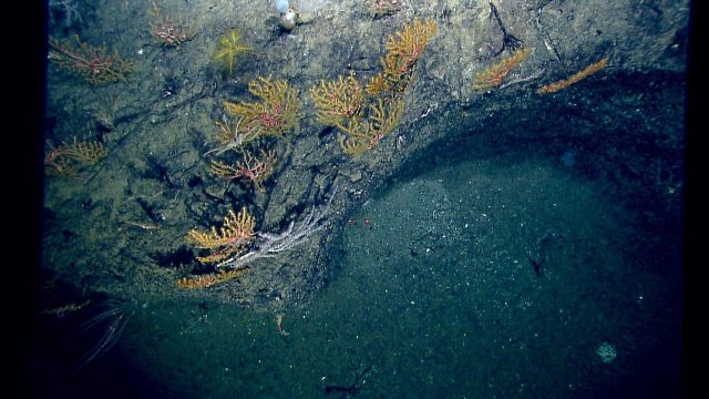 Looking down on a large assemblage of yellow paramuricid corals with associated brittle stars, a yellow sea lily crinoid in upper left center, a few s Picture