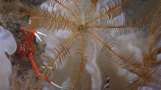 Feather star crinoid on a glass sponge with a squat lobster to the left. Picture