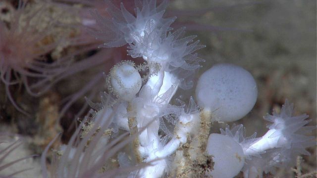 Small white hexacoral, white sponges, and reddish brown anemomes. Picture