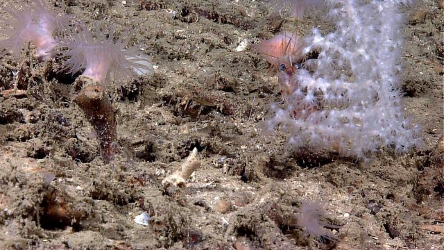A small white octocoral with a large shrimp using it for habitat. Picture