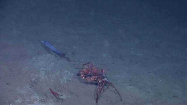 A triad of red crab (Chaceon sp.), a royal red shrimp, and a deep sea fish. Picture