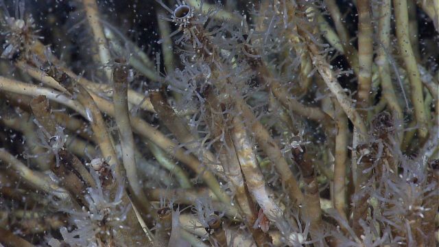 An aggregation of vestimentiferan tubeworms (Lamellibrachia sp.), hydozoans, and hundreds of small white copepods gving an appearance of a snowfall. Picture