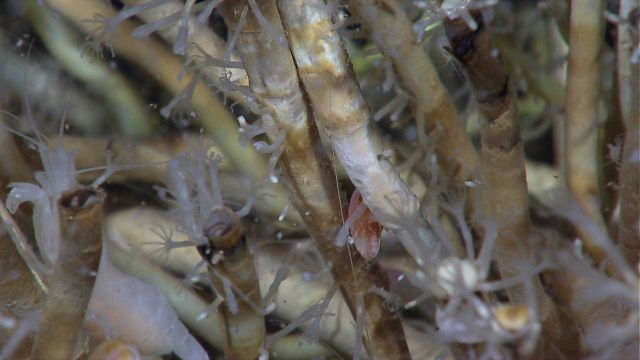 An aggregation of vestimentiferan tubeworms (Lamellibrachia sp.), hydrozoans, and a red animal in the bottom center right - perhaps a scale worm. Picture