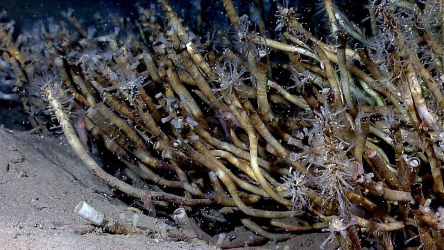 An aggregation of vestimentiferan tubeworms (Lamellibrachia sp.), hydrozoans, copepods, and at least four shrimp in the view. Picture