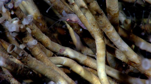 An aggregation of vestimentiferan tubeworms (Lamellibrachia sp.), white zoanthids to left, and a large shrimp and a small shrimp. Picture