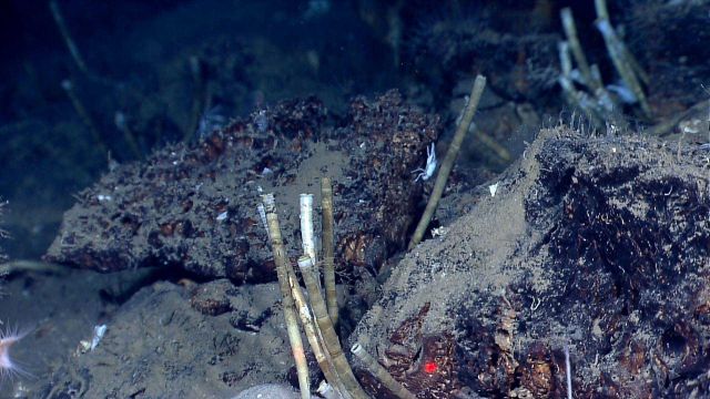 Vestimentiferan tubeworms (Lamellibrachia sp.) found at the foot of the West Florida Escarpment at a cold seep site. Picture